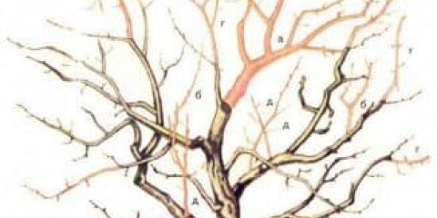 Kako podmladiti stablo jabuke rezidbom u proljeće